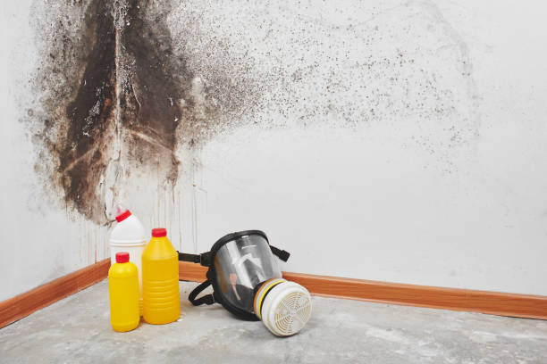 Best Mold Remediation  in Zebulon, GA