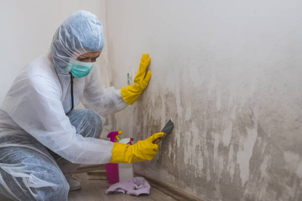 Best Mold Remediation  in Zebulon, GA