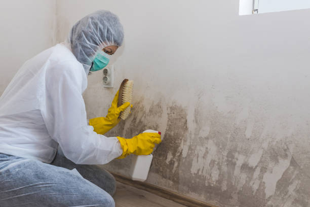 Best Mold Remediation Services  in Zebulon, GA