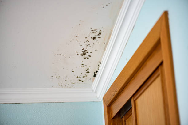 Best Office Mold Removal Services  in Zebulon, GA