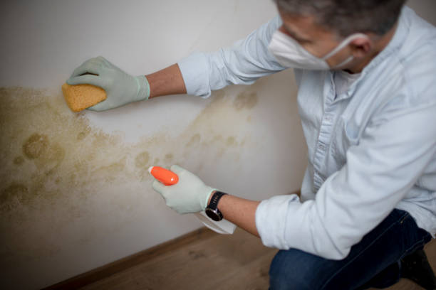 Best Commercial Mold Removal  in Zebulon, GA