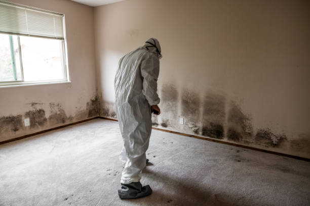 Best Mold Removal Company Near Me  in Zebulon, GA