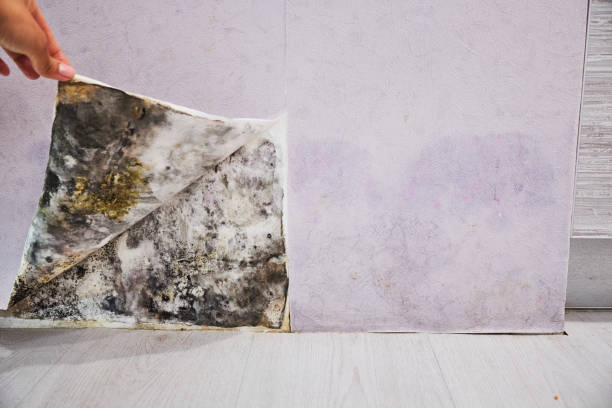 Best Certified Mold Removal  in Zebulon, GA